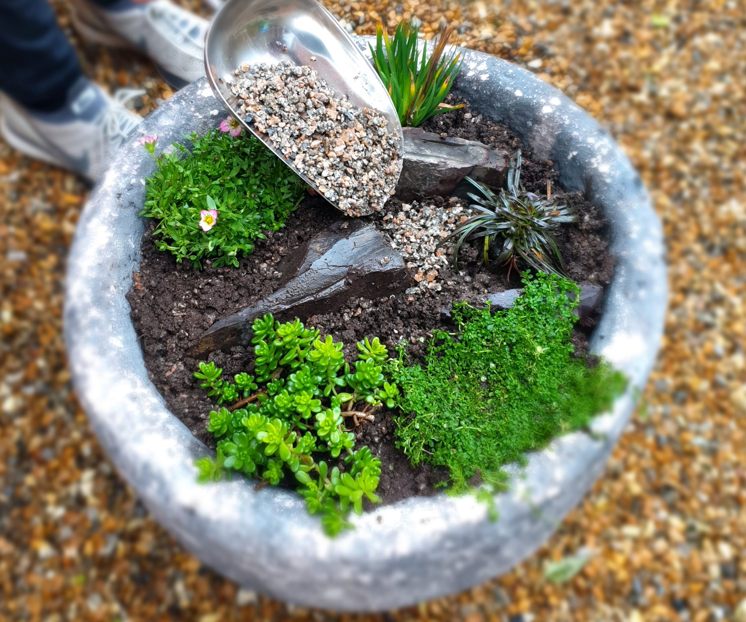Horti Grit into alpine container