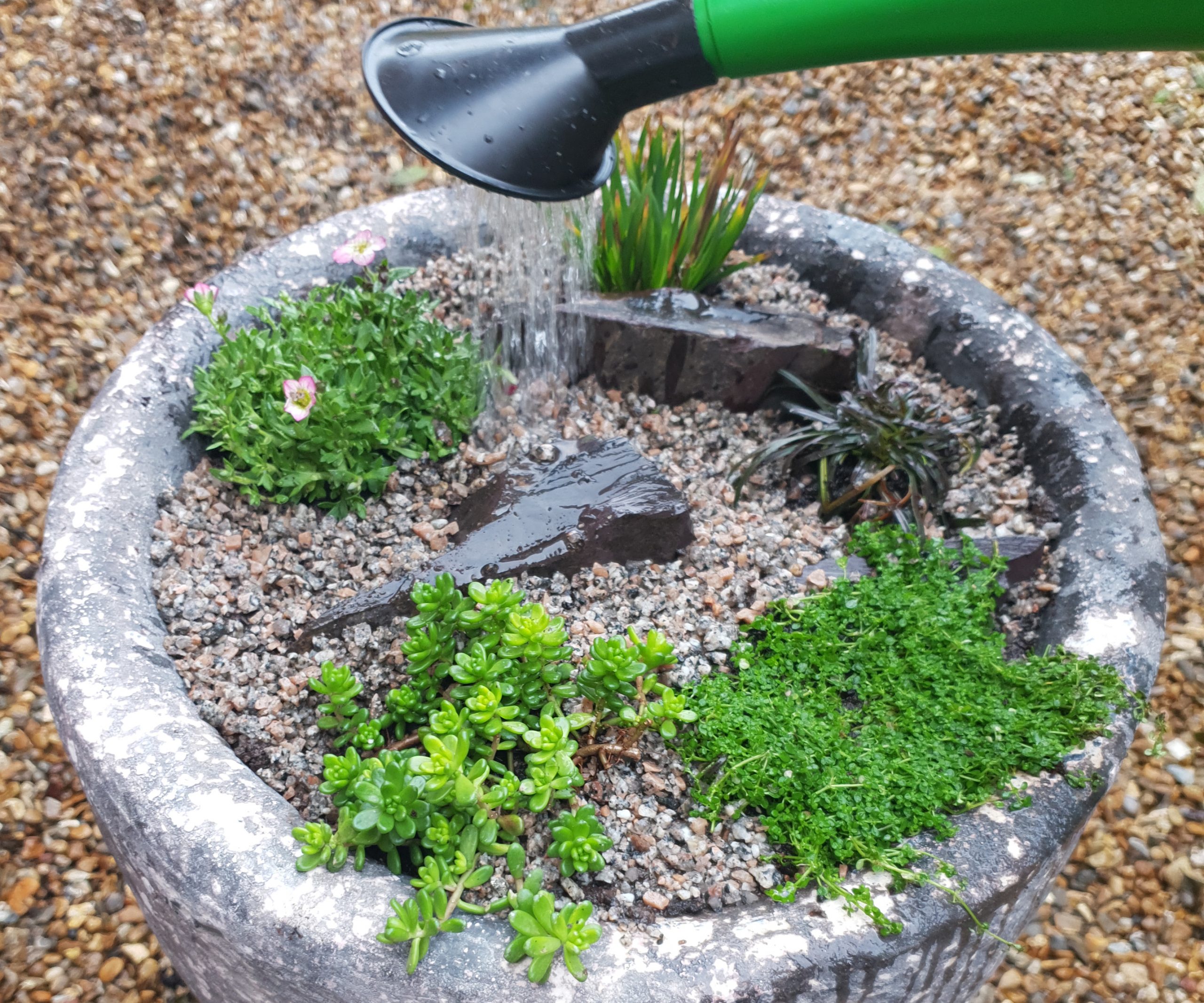 Watering Alpine container
