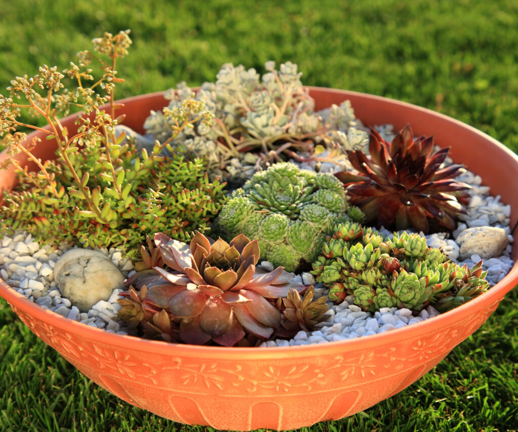 Alpine Container Display Alpine Gardens | Garden Landscape | Garden Furniture | Garden Centre