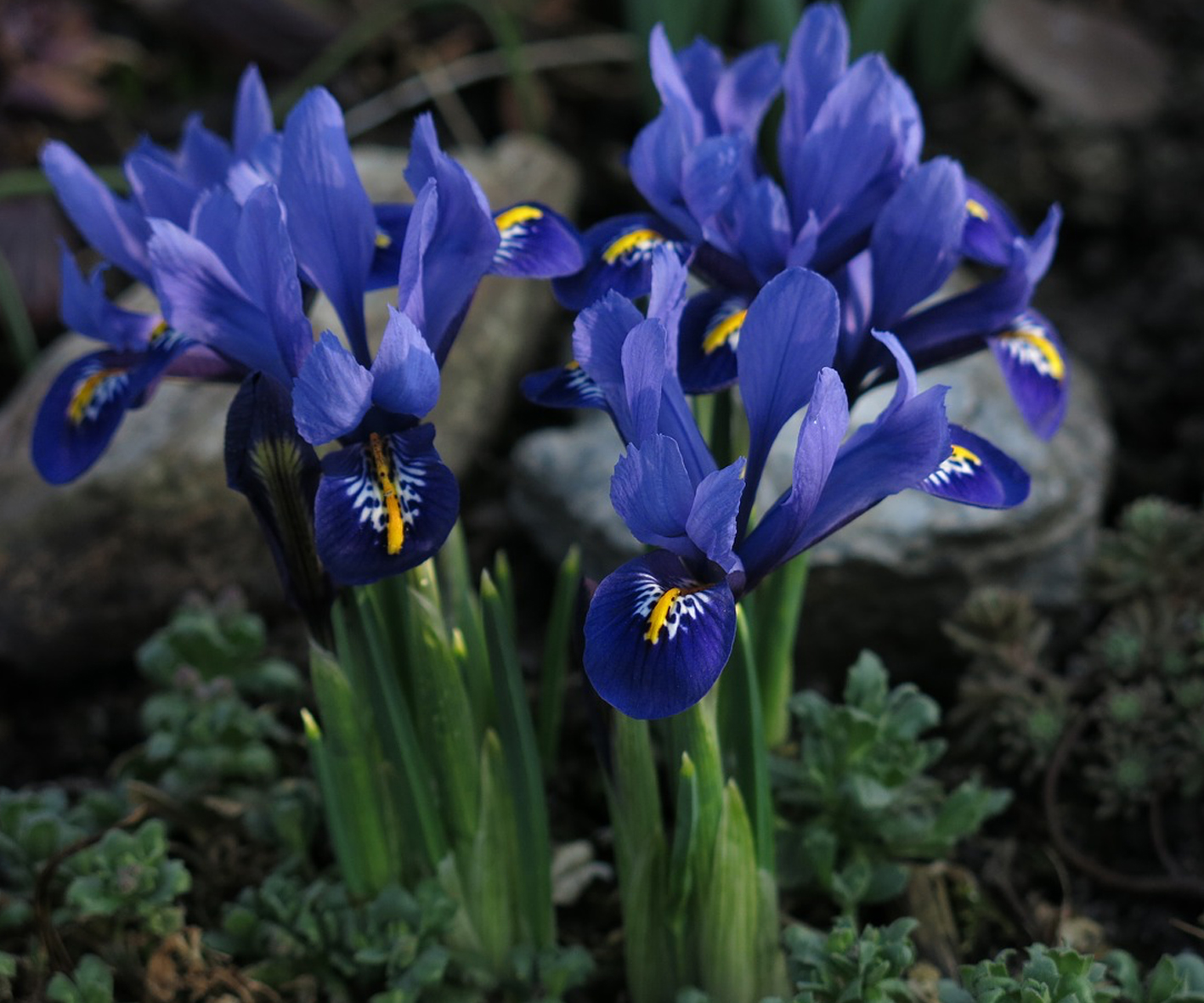 Alpine Gardens - Dwarf Iris