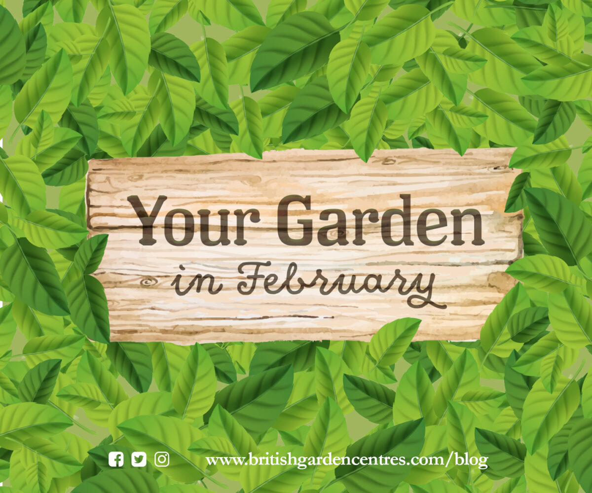 Your garden in February feature image