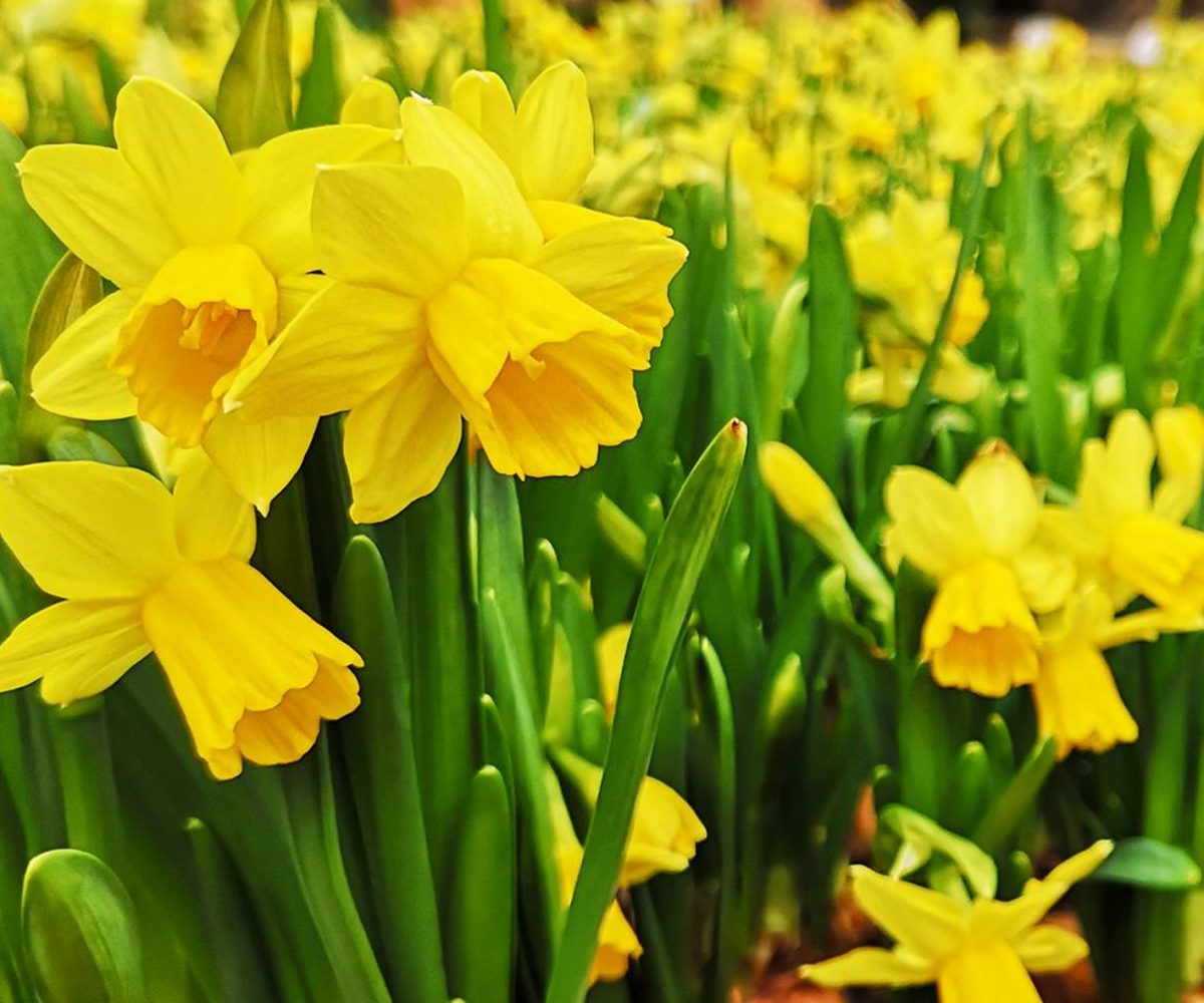 Daffodils - Your garden in March