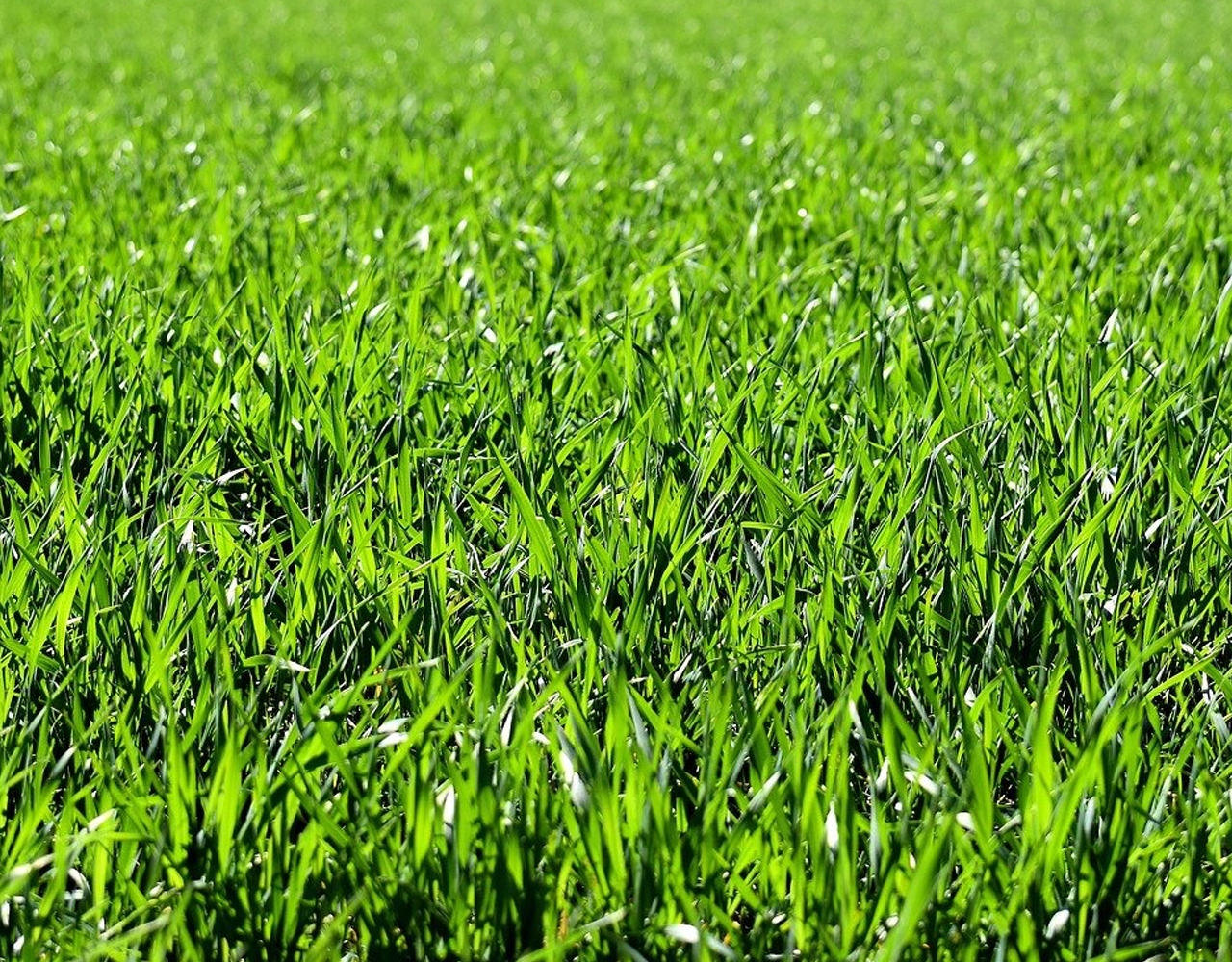 Grass - Your garden in April