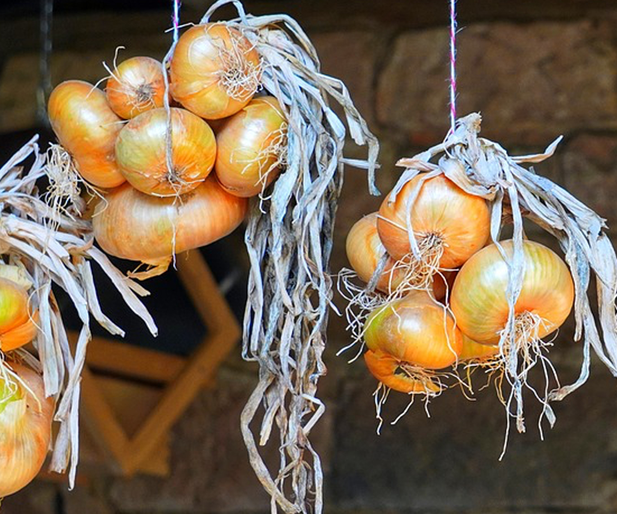 Harvesting Onions