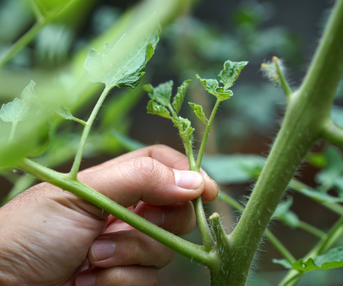 Pinching stems to encourage fruit growth