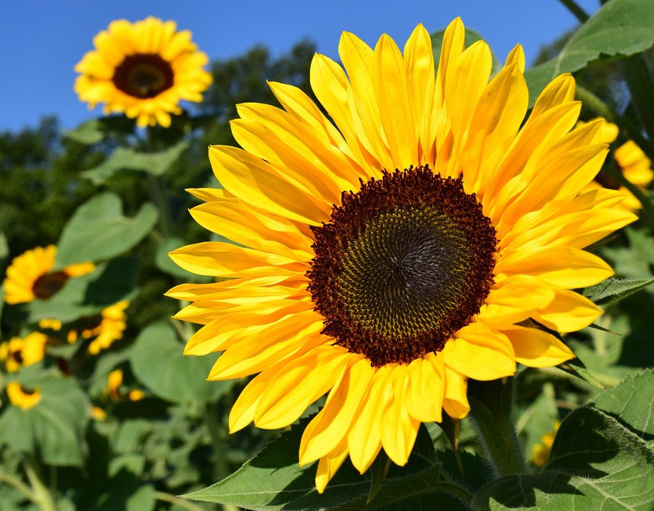 Sunflowers - Your garden in April