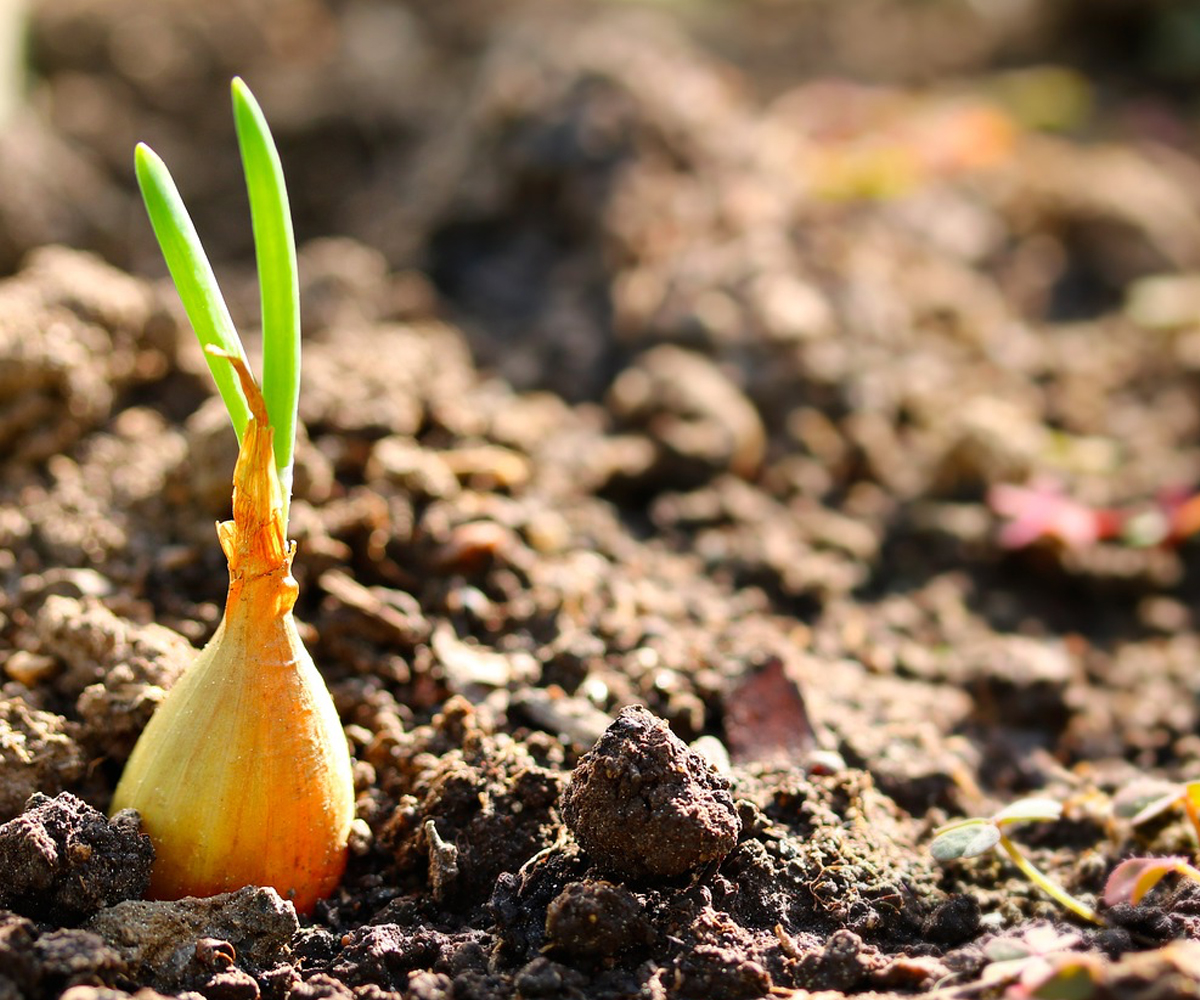 Top tips for onion growing.