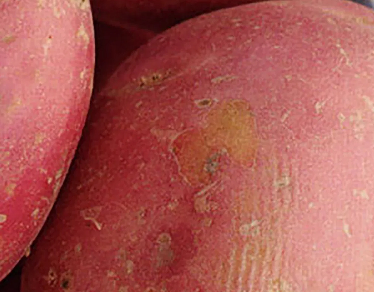 Main Crop Potatoes - Your garden in April