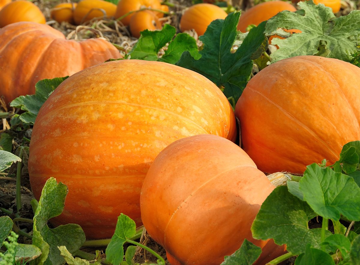 Pumpkins and squash - Your garden in April