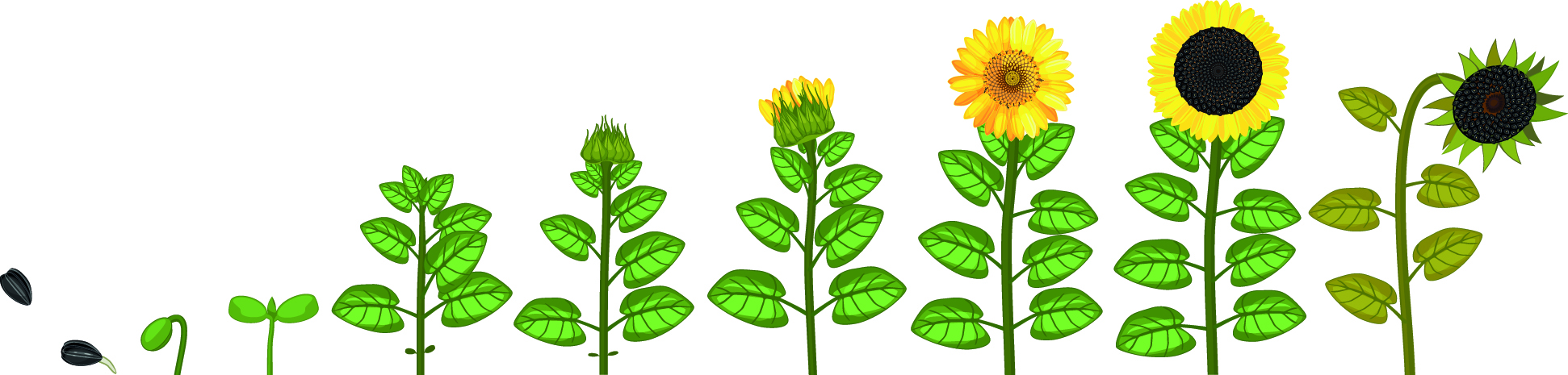 Sunflowers Growing