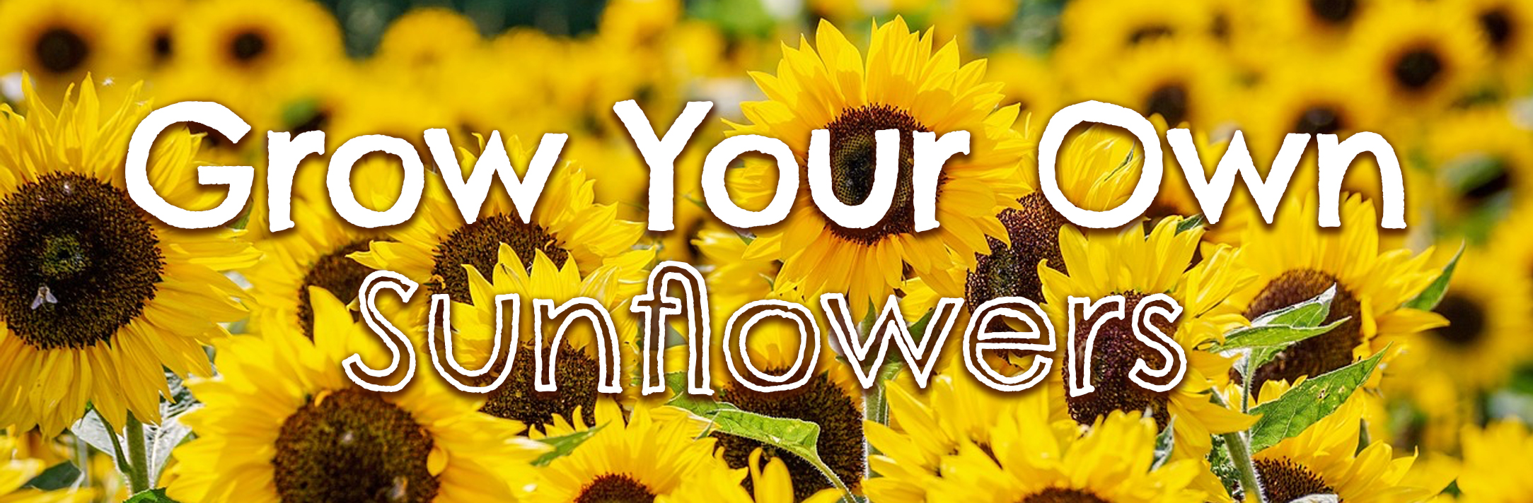 grow your own sunflower banner