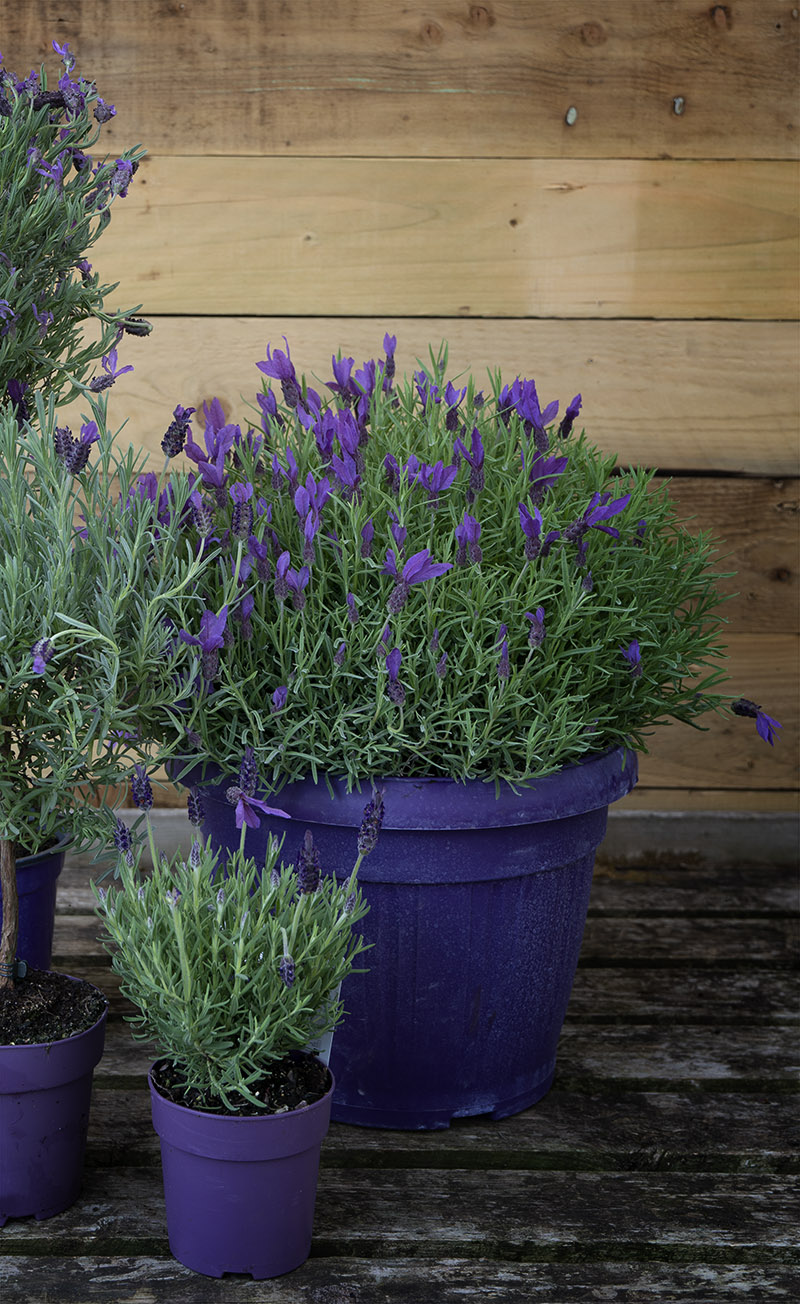 Lavender selection at British Garden Centres