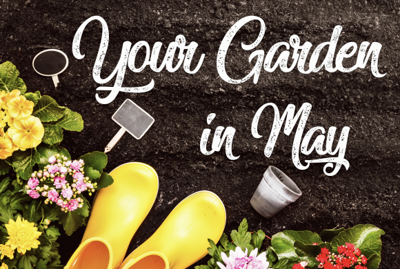 Your Garden in May