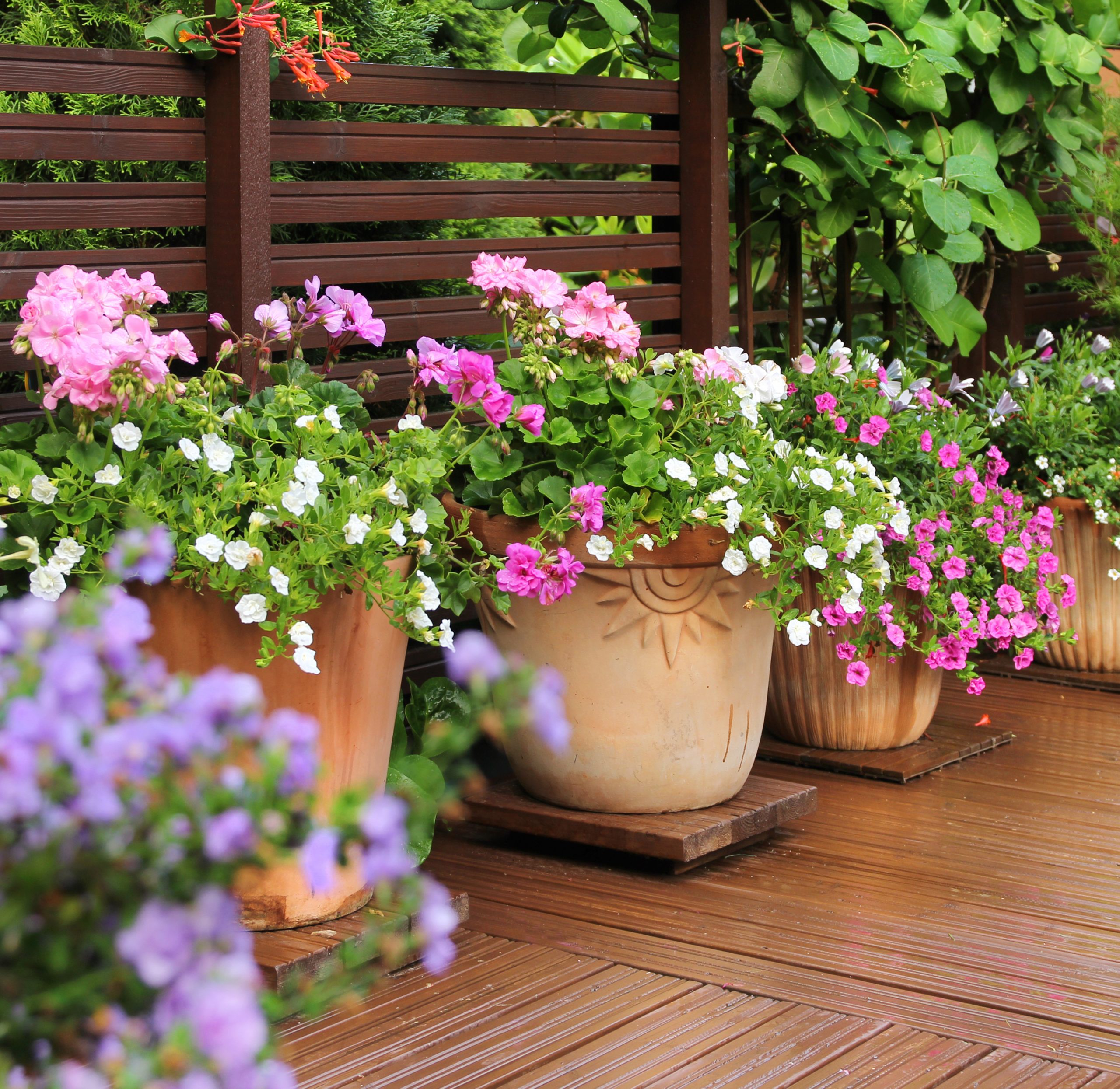 plant pots in garden on brown decking