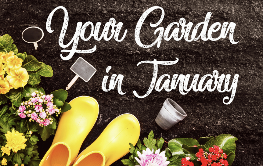 Your Garden in January