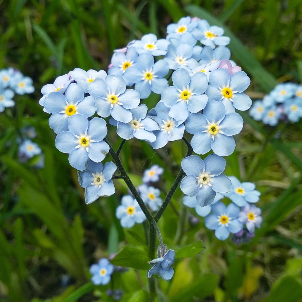 Forget me not 