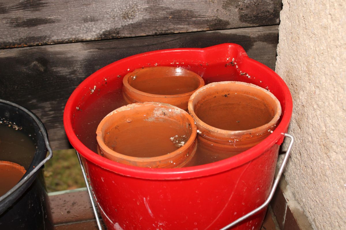 Cleaning Plant Pots