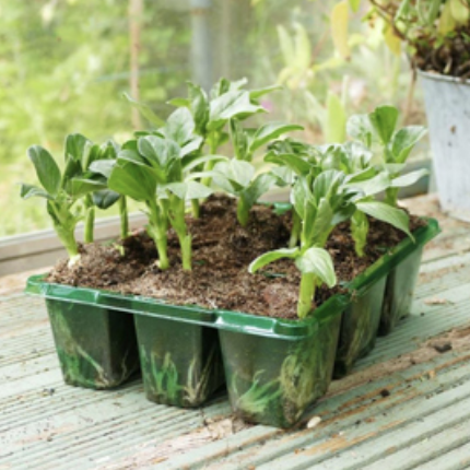 Seed Trays and Pots