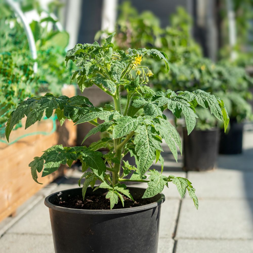 Young tomatoes plants