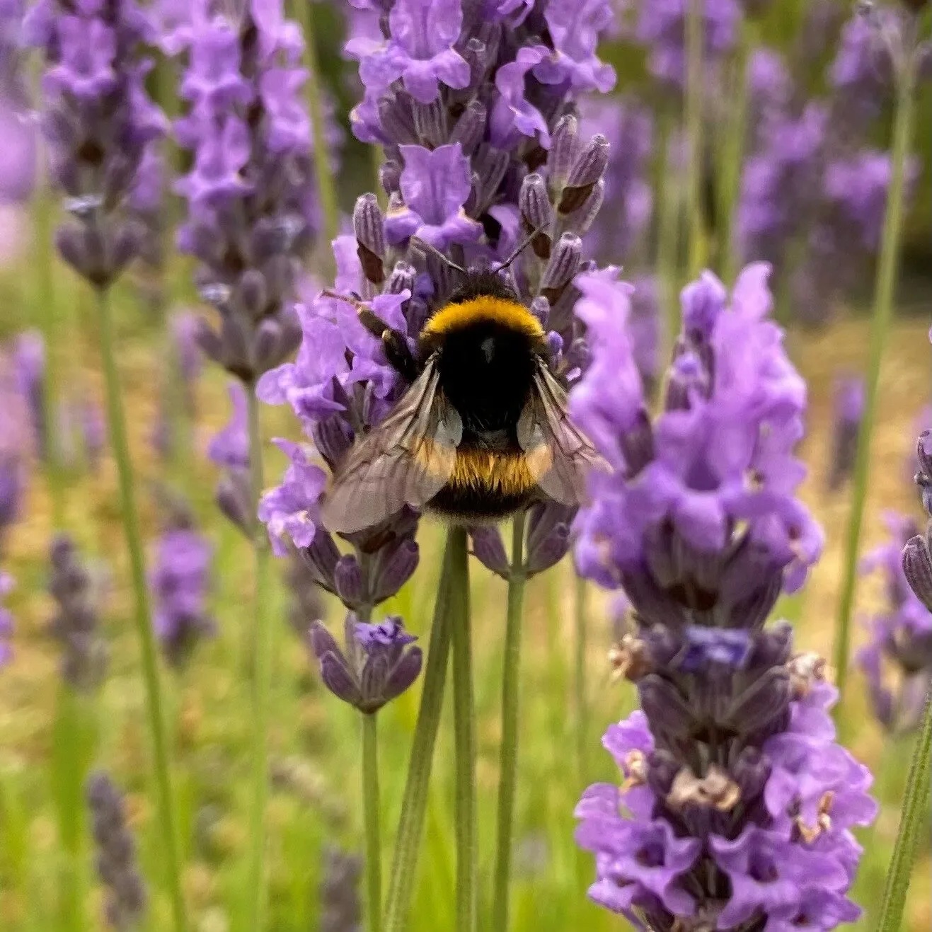 Lavender with a bee