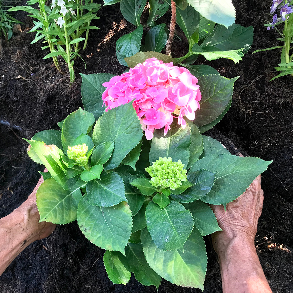 Hydrangea being Planted