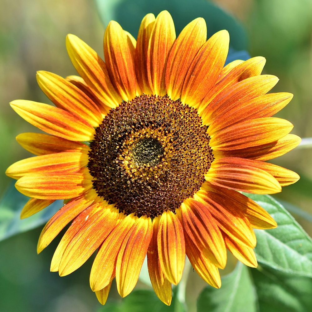 Single Orange Sunflower