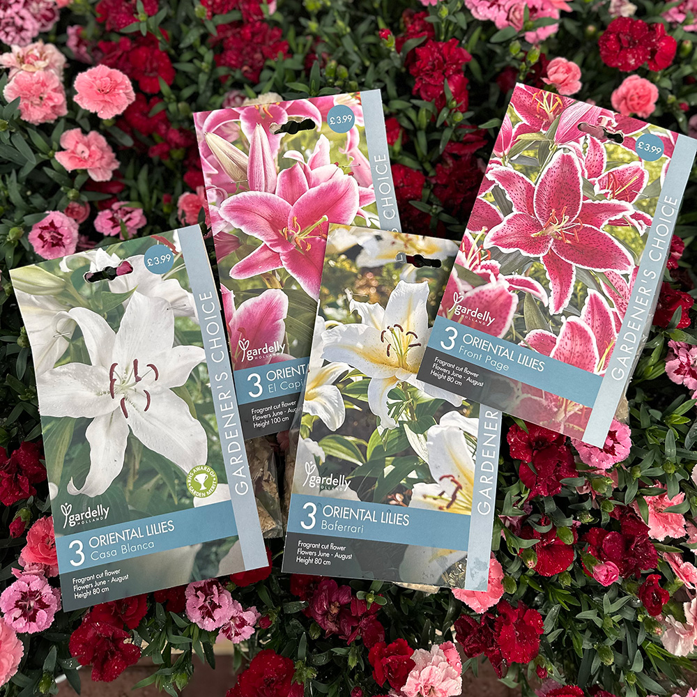 Lily Bulb Packets