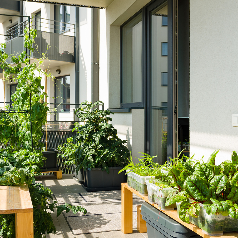 Urban balcony garden