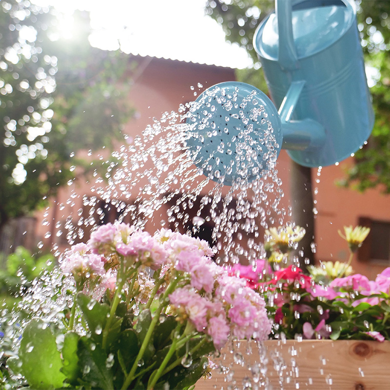 Watering Begonias